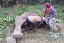 Memilukan! Gajah Penghuni...