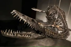 Fosil Dinosaurus Terbang...