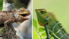 5 Perbedaan Iguana dan...