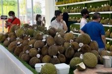 Berburu Kenikmatan Durian...