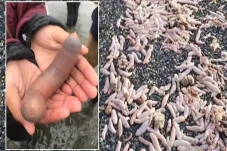 Viral! Ribuan Ikan Penis...