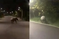 Terancam Punah, Tapir...