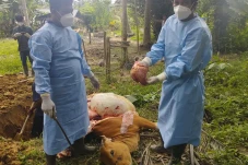 Gawat! 14 Sapi Terjangkit...