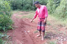 Ngeri! 2 Harimau Sumatera...