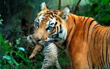 Populasi Harimau Tumbuh...