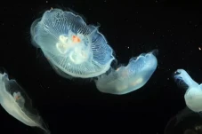 Viral Fenomena Laut...