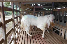 Kisah Kambing Senduro...