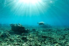 Lebih Hangat, Suhu Laut...