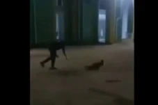Penyiksaan Anak Anjing...