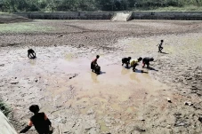 Miris! Telaga Mengering...