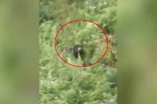 Diduga Kelaparan, Beruang...