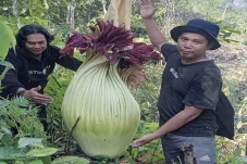 Viral! Bunga Bangkai...