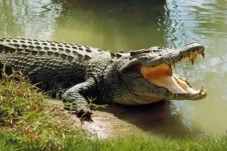 Terungkap! Buaya Dapat...