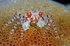 Keunikan Kepiting Boxer,...