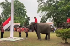 Unik, 3 Gajah Sumatera...