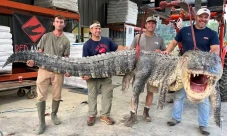 Aligator Mississippi...