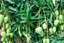 7 Manfaat Daun Mangga...