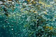 Serang Manusia, Ikan...