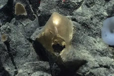 Telur Emas Misterius...