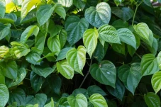 7 Efek Samping Daun...