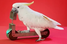 Burung Kakatua Ini Pecahkan...