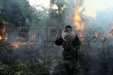 Terdampak Karhutla Sumsel,...