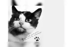 Mengenal Felicette,...