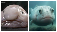 Mengenal Blobfish yang...
