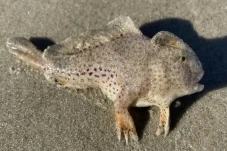 Mengenal Handfish, Ikan...