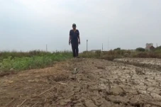 Terdampak Kekeringan,...