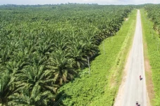 Proteksi Industri Sawit,...