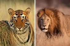 5 Perbandingan Harimau...