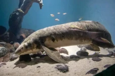 Lungfish, Ikan Tertua...