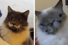 16 Kucing Paling Aneh...