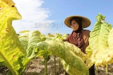 Pelaku Industri Rokok...