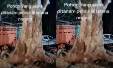Manfaat dan Mitos Pohon...