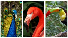 Inilah 10 Burung Tercantik...