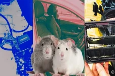 Ulah Sekawanan Tikus...