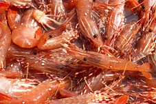 Apakah Udang Mengandung...