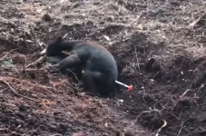 Evakuasi Beruang Madu...