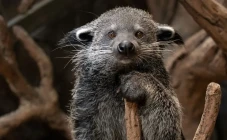 5 Fakta Binturong, Hewan...