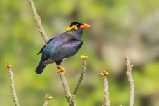 Rahasia Burung Beo Bisa...