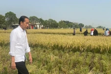 Jokowi Panen Raya di...