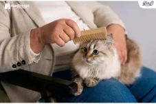 Pet Lover, Ini Langkah...
