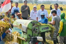 Panen Raya di Indramayu,...