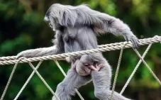 Owa Siamang Perak Asal...