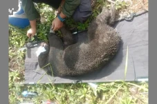 BKSDA Evakuasi Beruang...