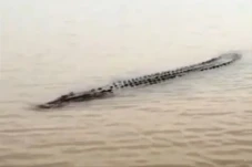 Ngeri! Buaya Muara 6...
