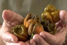 Geser Carolina Reaper,...