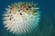Ikan Buntal, Sangat...